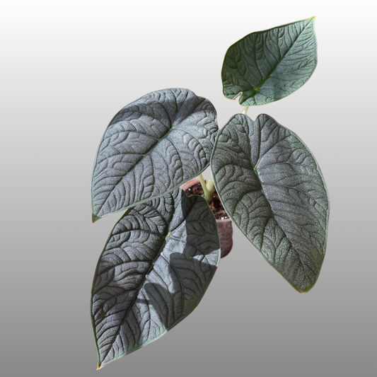 Alocasia Melo