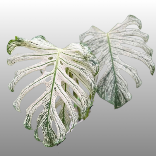 Monstera Devil Monster - Tissue Culture - ETD 17th August 2026
