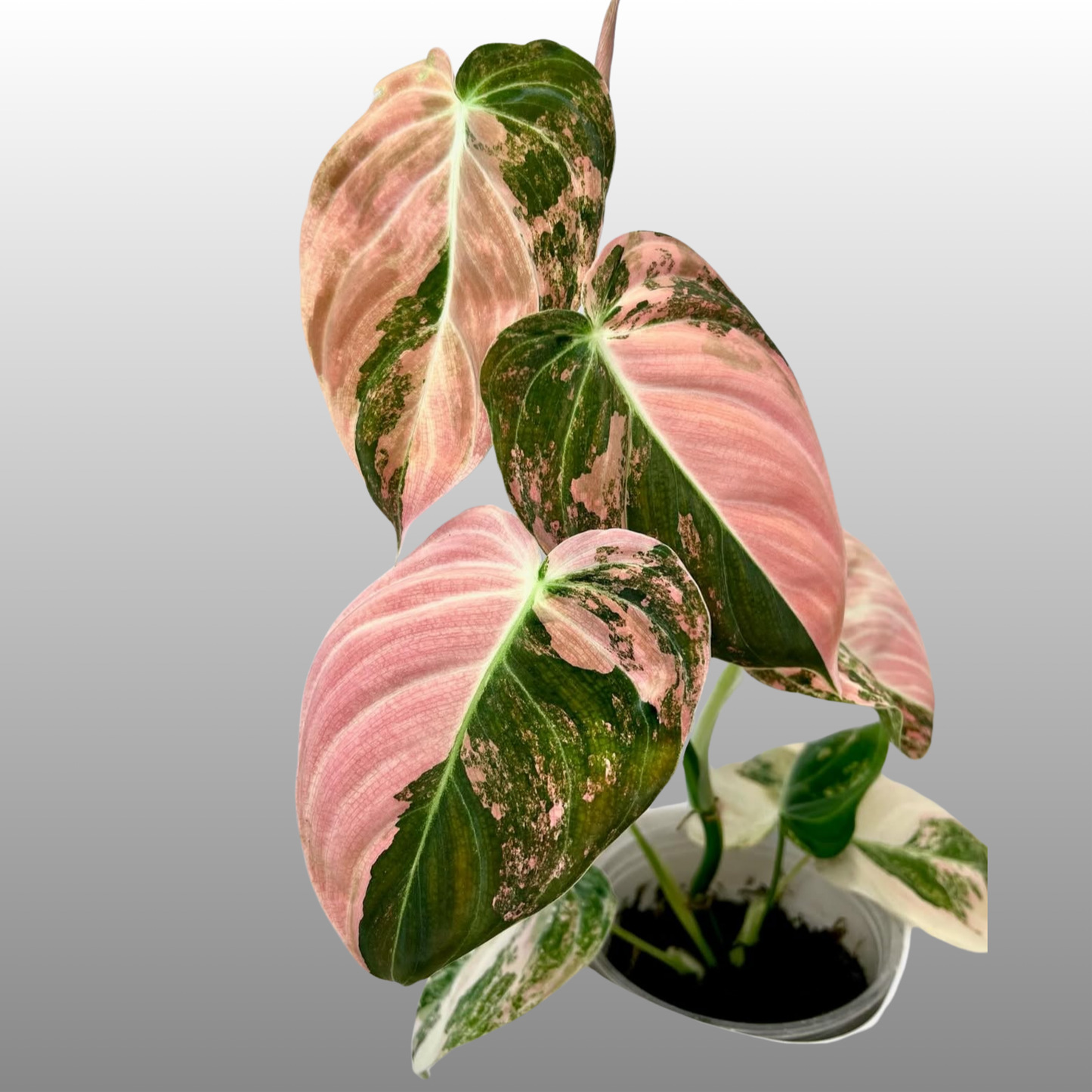 Philodendron Melanochrysum Pink Variegated
