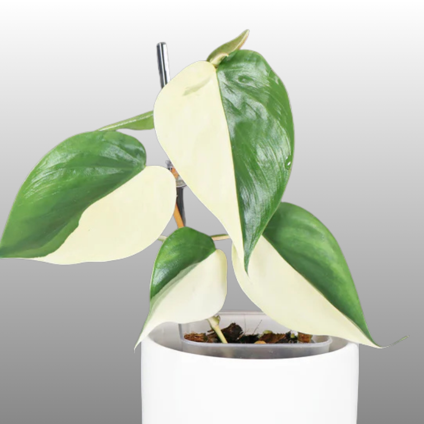 Philodendron Heartleaf Albo