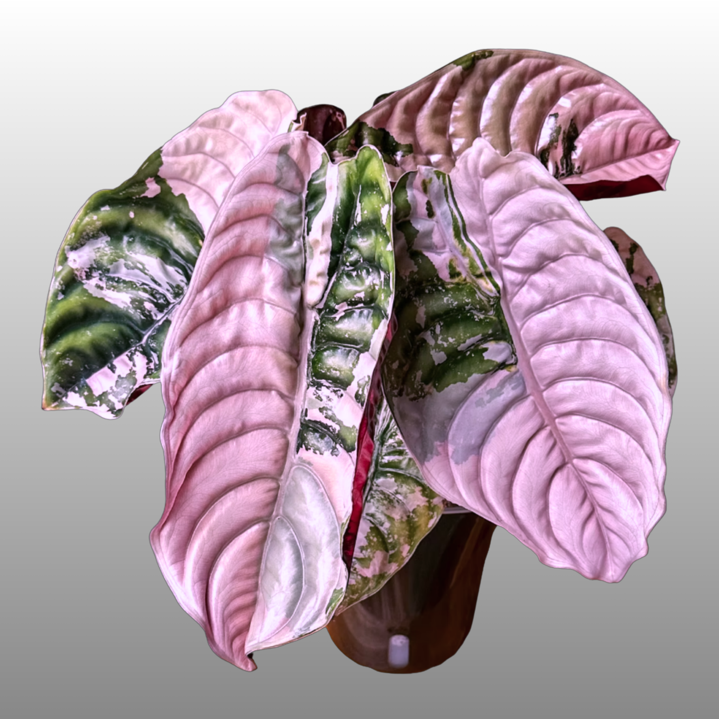 Alocasia Cuprea Pink Variegated