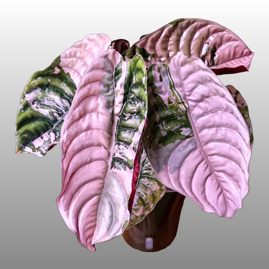 Alocasia Cuprea Pink Variegated