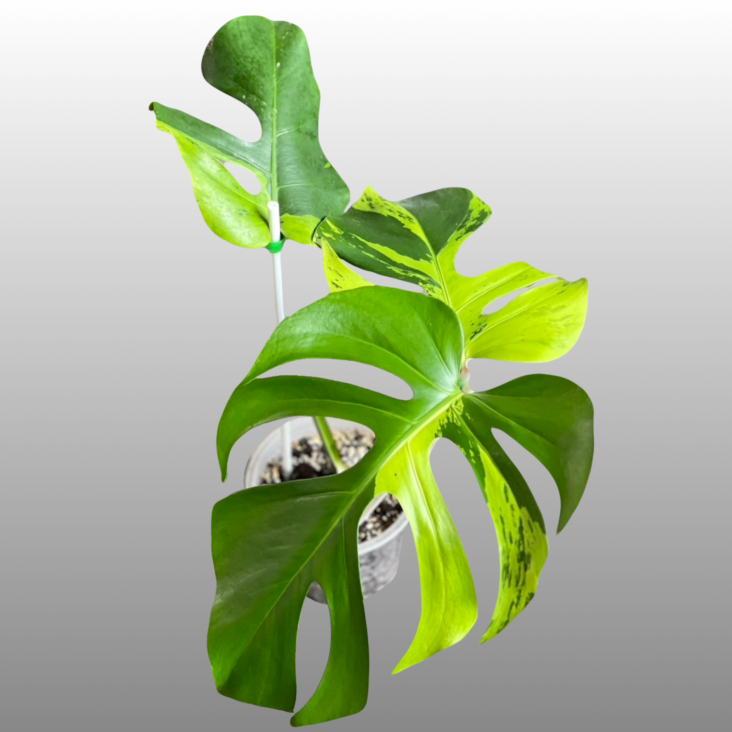 Monstera Deliciosa Light Lime - Tissue Culture - Available Now - NZ First Release