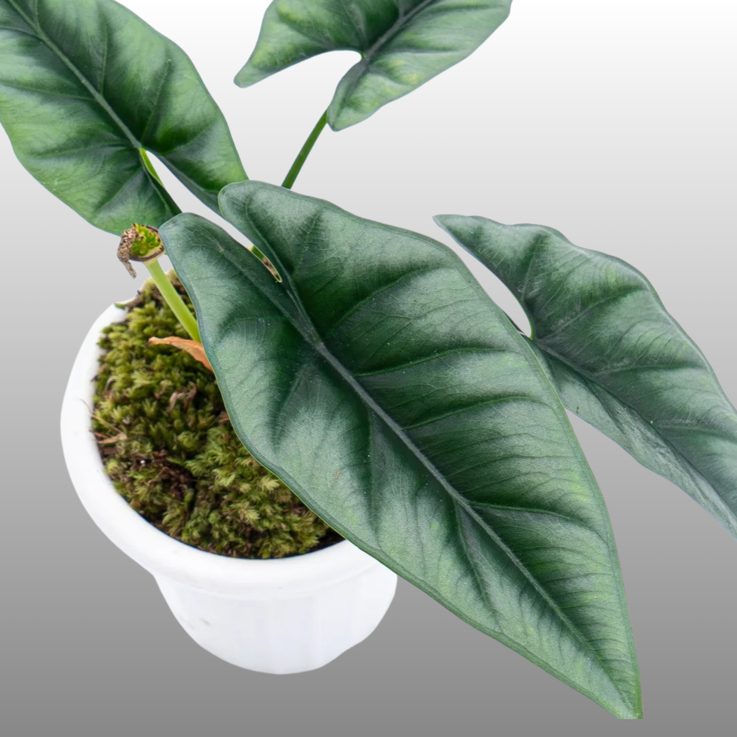 Alocasia Reversa