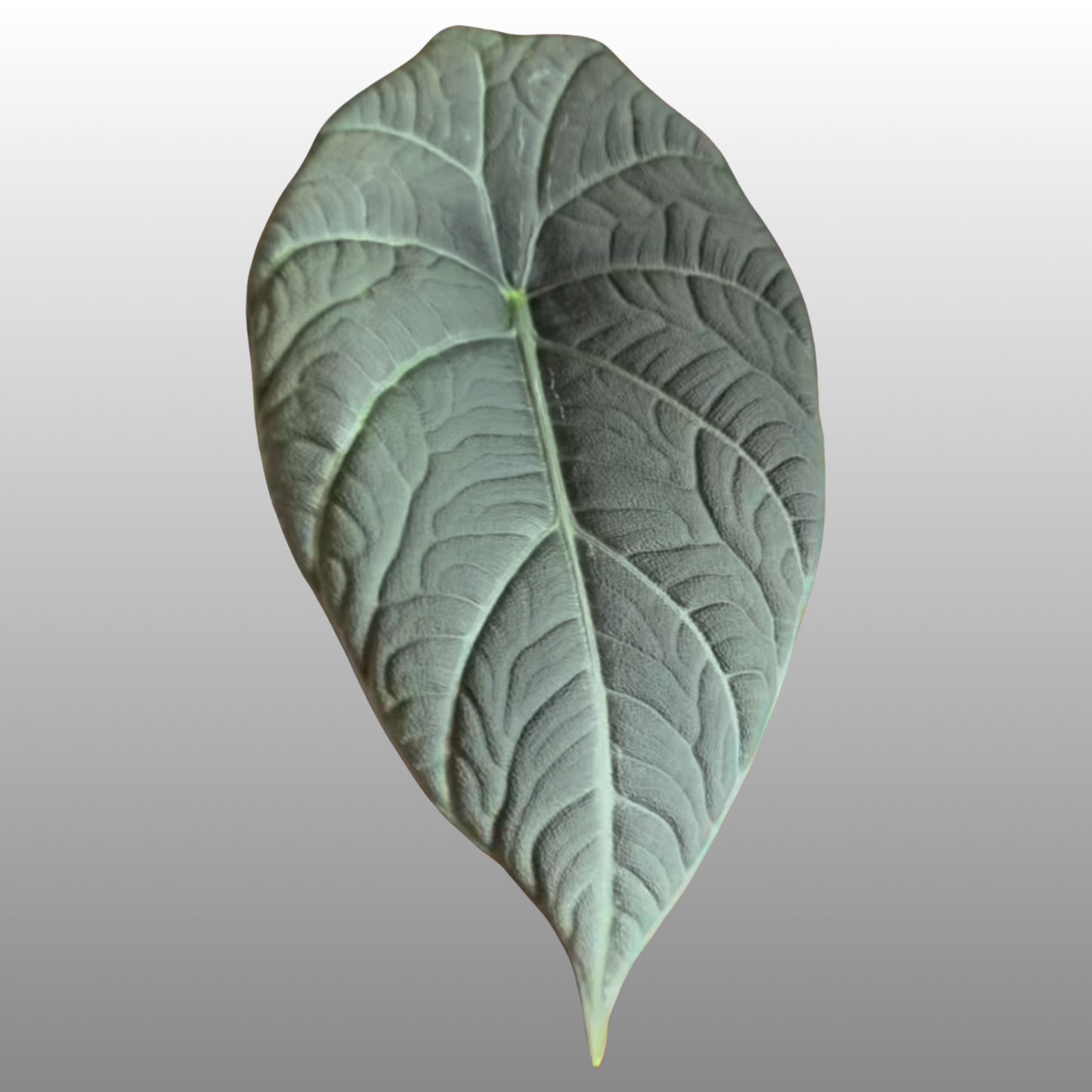 Alocasia Maharani