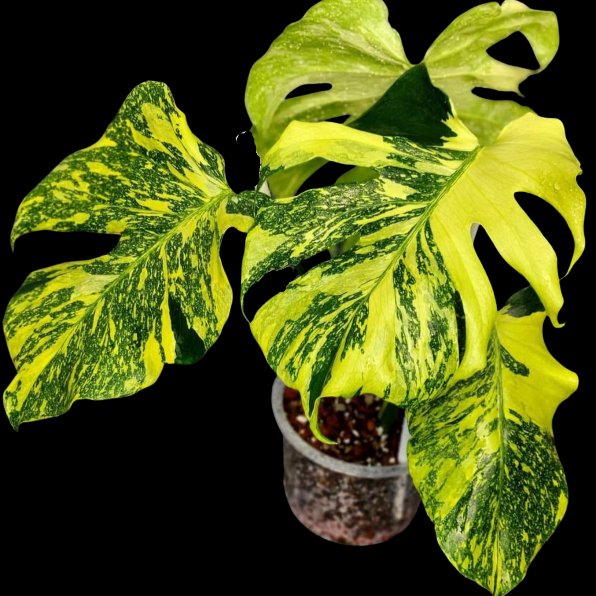 Monstera Deliciosa Electrolyte (Pre-order ETD Early March