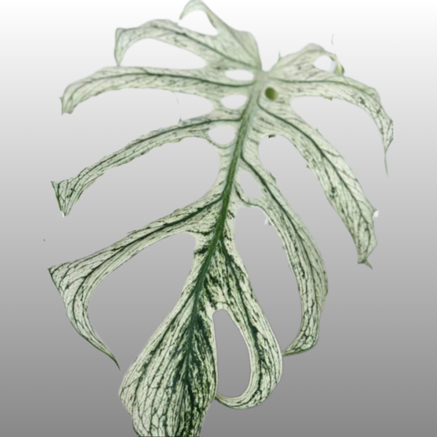 Monstera Devil Monster - A Grade (Read Bio to what a A-Grade is)
