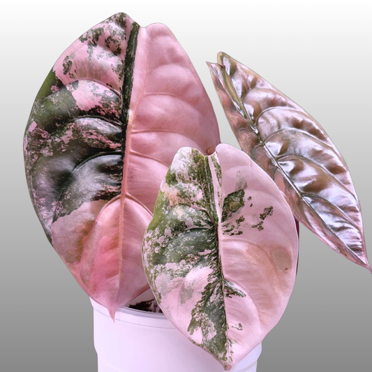 Alocasia Cuprea Pink Variegated - Private Collection Release