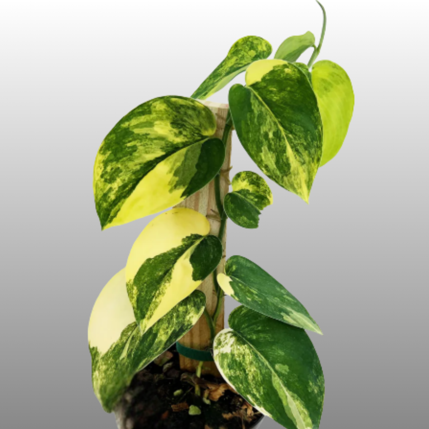 Scindapsus Jade Satin Aurea