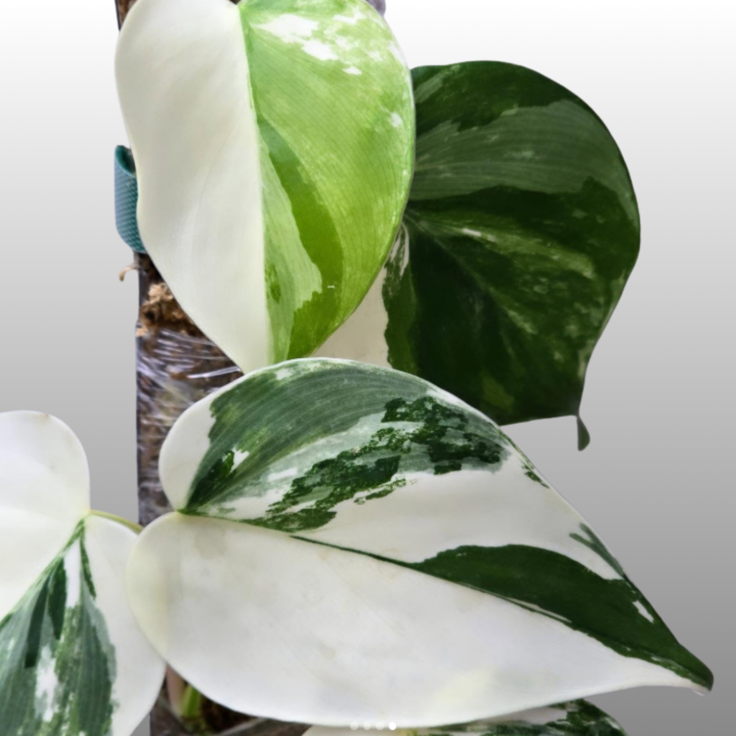 Philodendron Heartleaf Albo