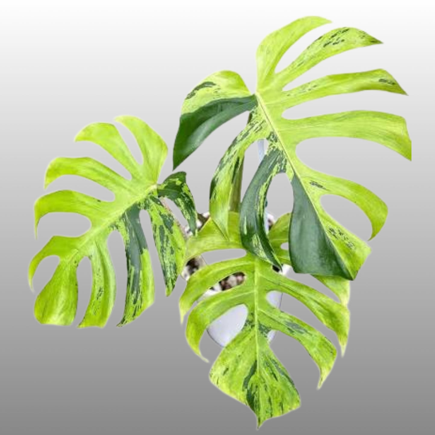 Monstera Deliciosa Light Lime - Tissue Culture - Available Now - NZ First Release