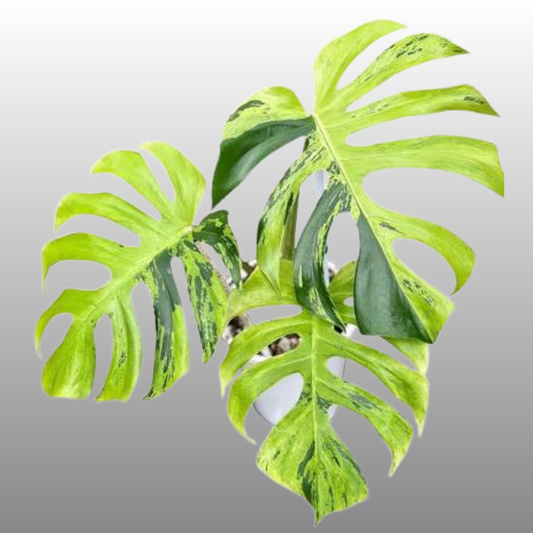 Monstera Deliciosa Light Lime - Tissue Culture - Available Now - NZ First Release