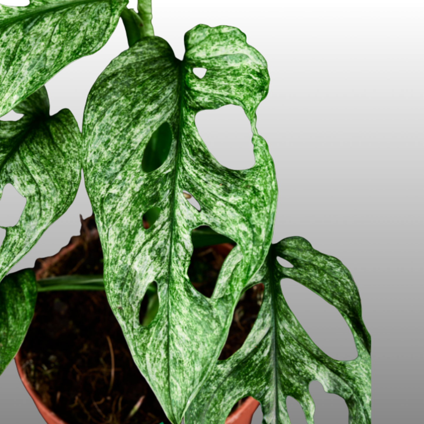 Monstera Adansonii Mint