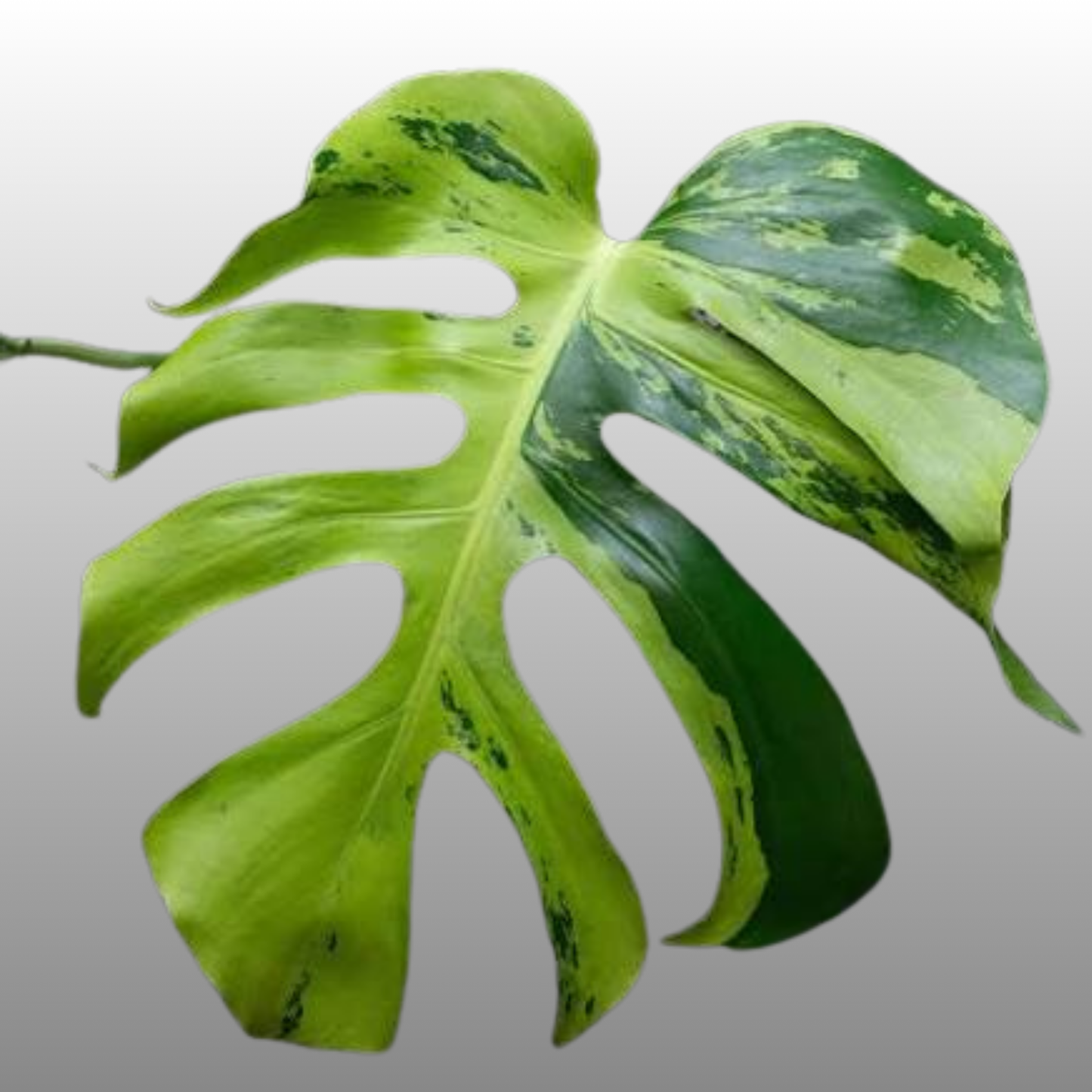 Monstera Deliciosa Light Lime - Tissue Culture - Available Now - NZ First Release
