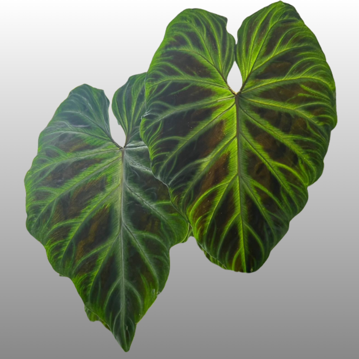 Philodendron Verrucosum