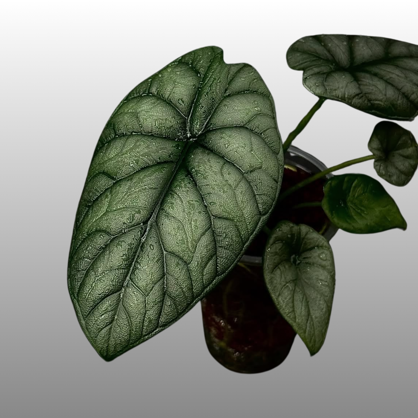 Alocasia Dragon Moon