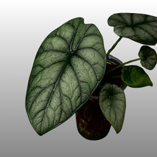 Alocasia Dragon Moon