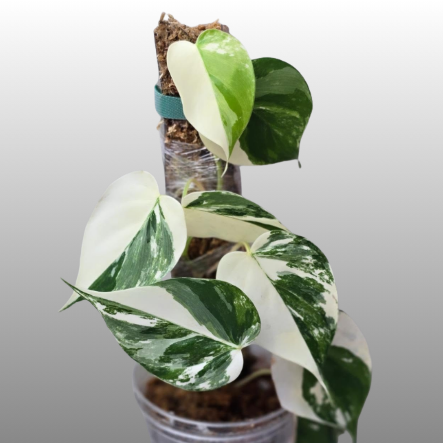 Philodendron Heartleaf Albo