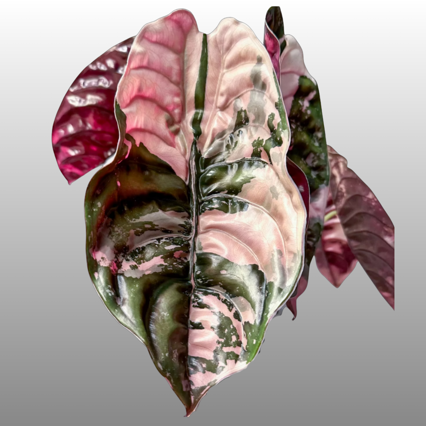 Alocasia Cuprea Pink Variegated