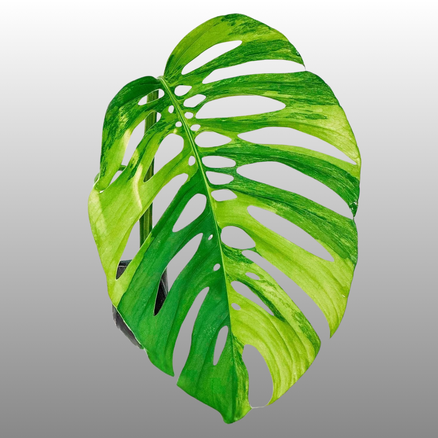 Monstera Acuminata Aurea