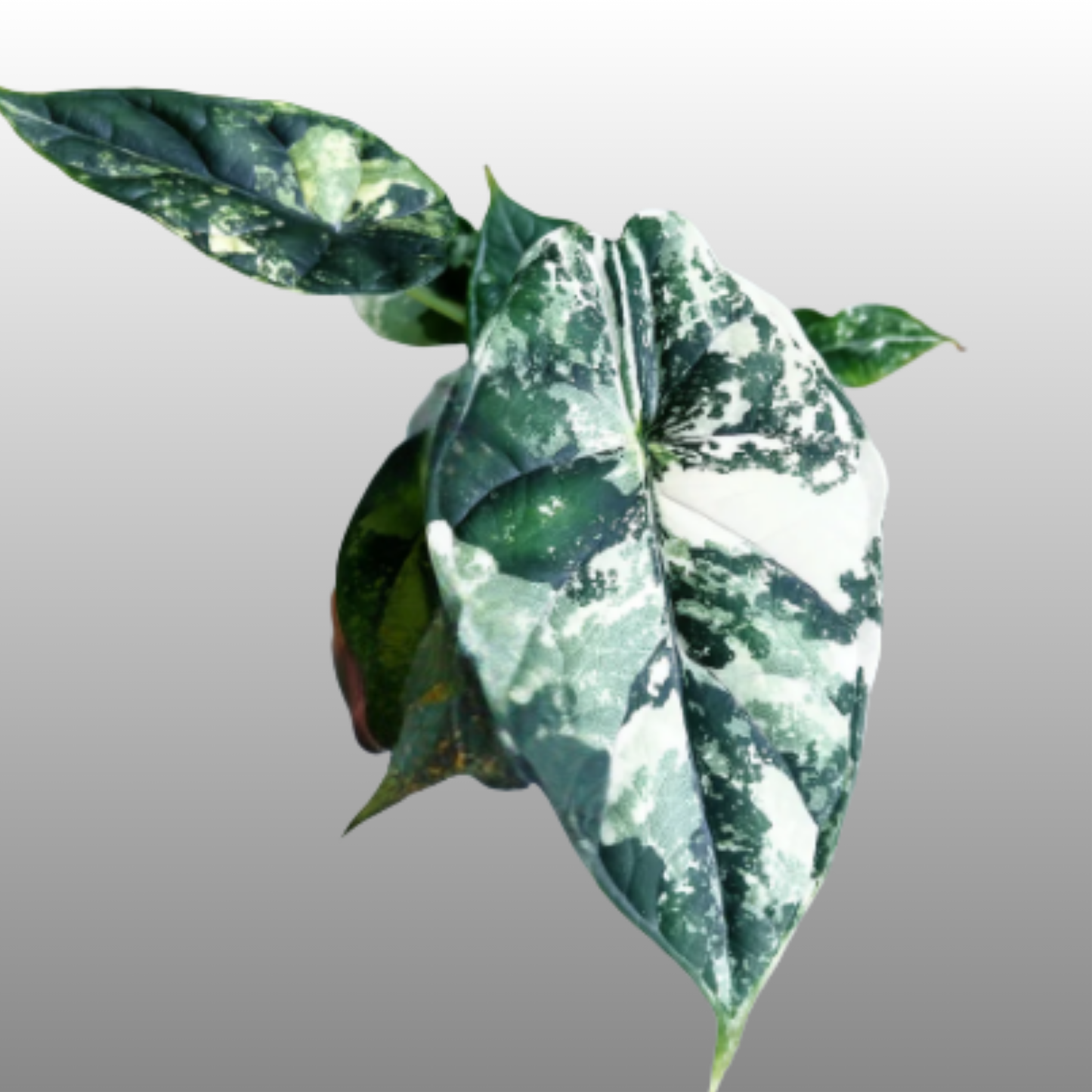Alocasia Dragon Scale Albo Variegated