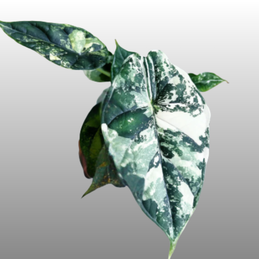 Alocasia Dragon Scale Albo Variegated