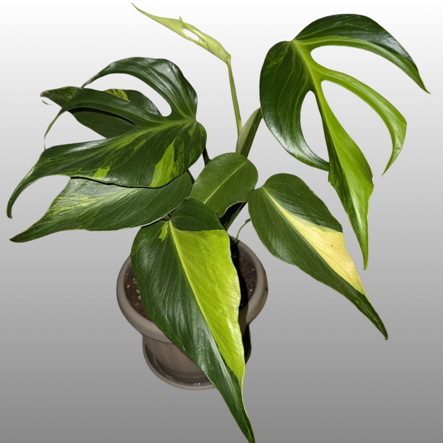 Monstera Burle Marx Flame Aurea (Read Bio)