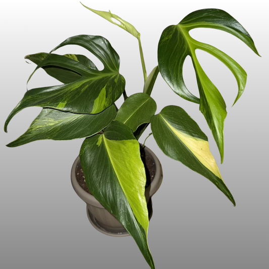 Monstera Burle Marx Flame Aurea (Read Bio)