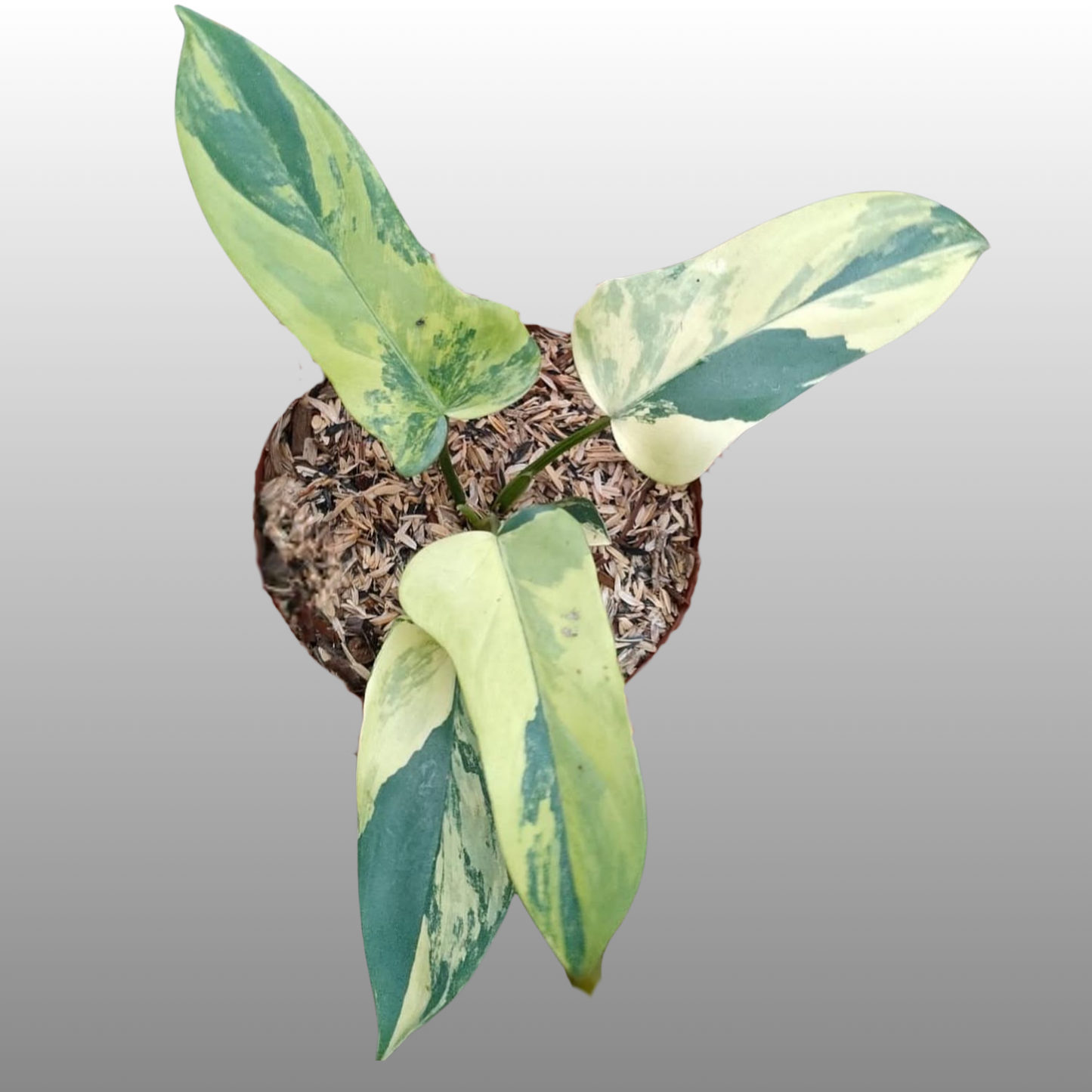 Philodendron Violin Variegated