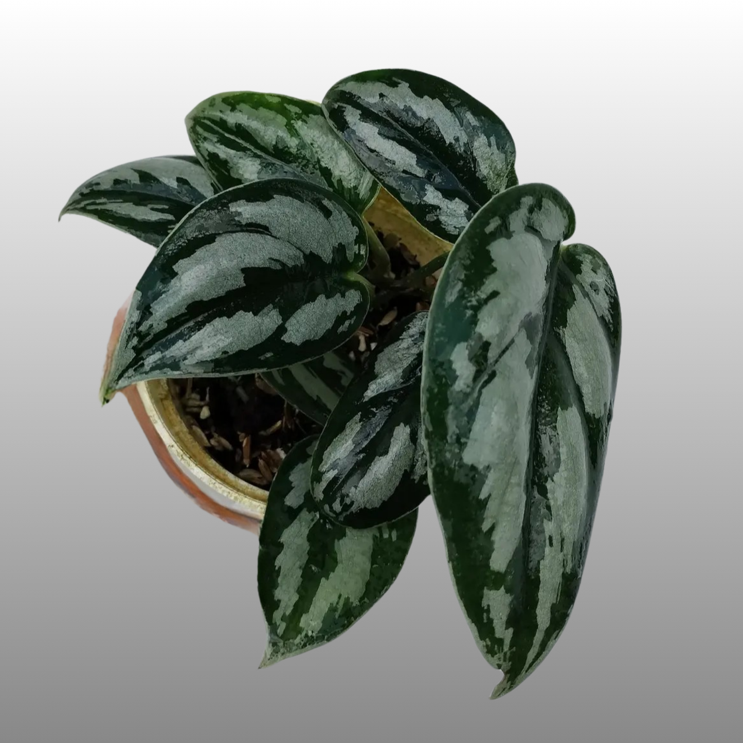Scindapsus Silver Princess