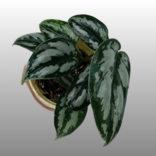 Scindapsus Silver Princess