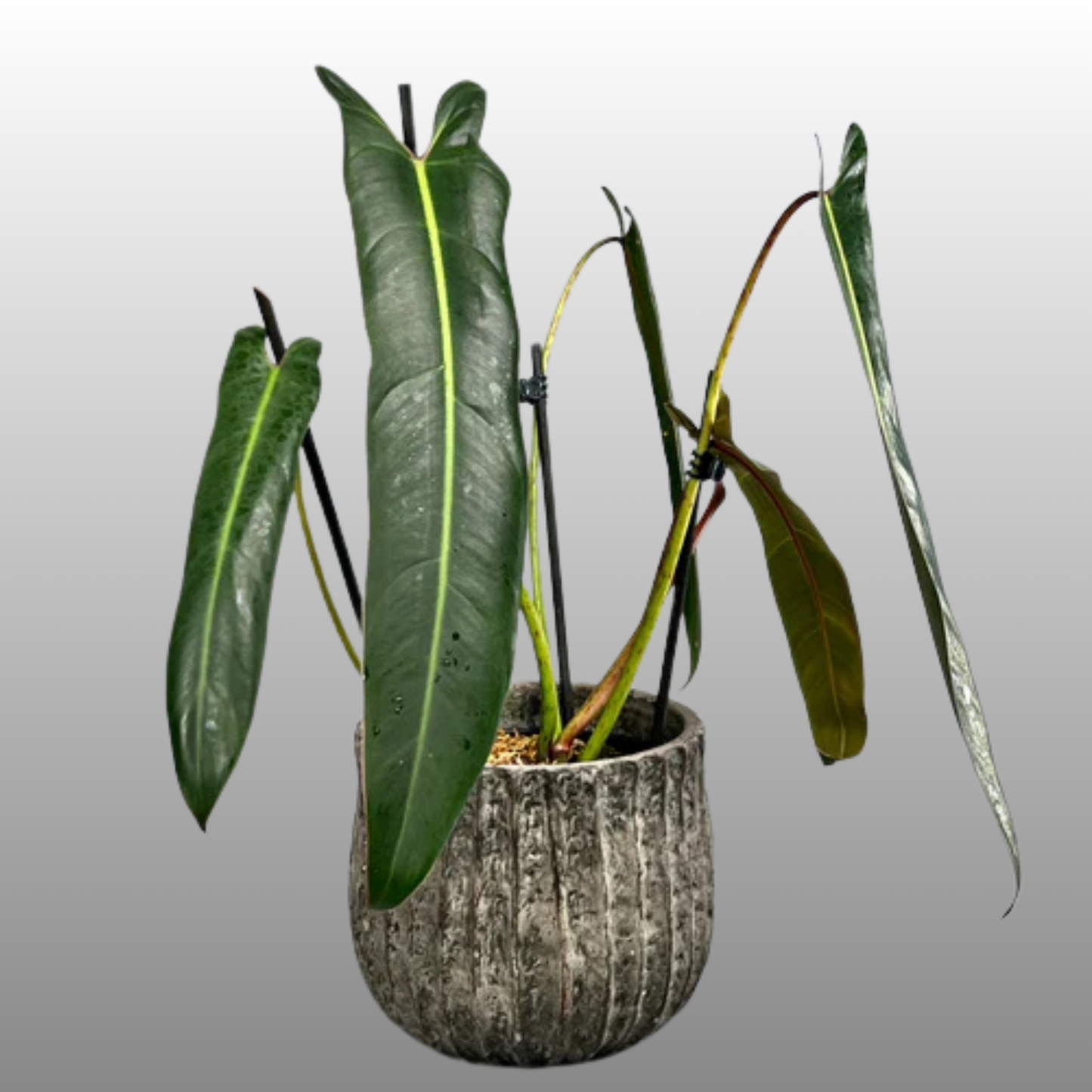 Philodendron Billietiae