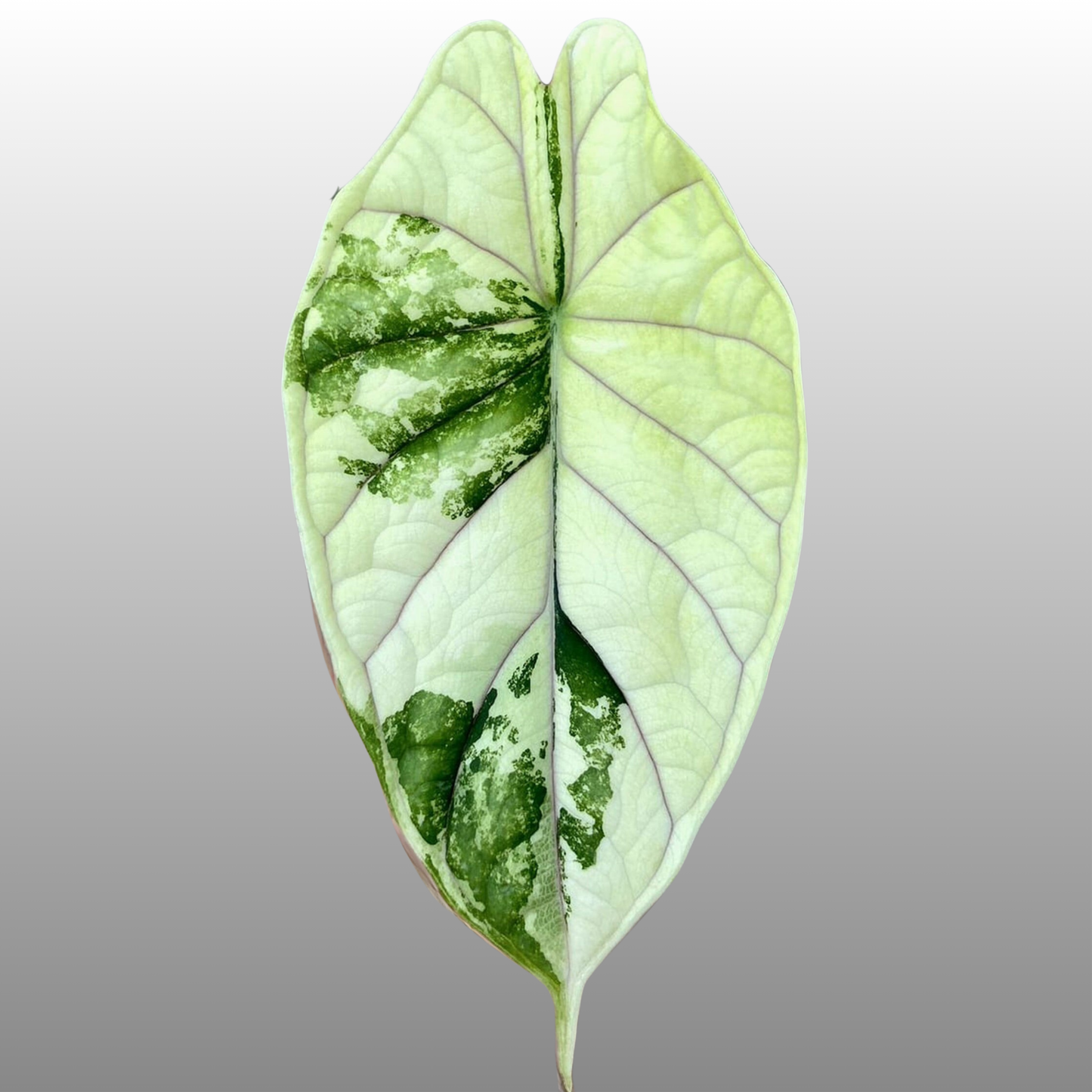 Alocasia Dragon Scale Albo Variegated