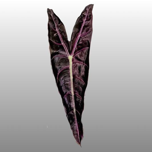 Alocasia Longiloba Purple
