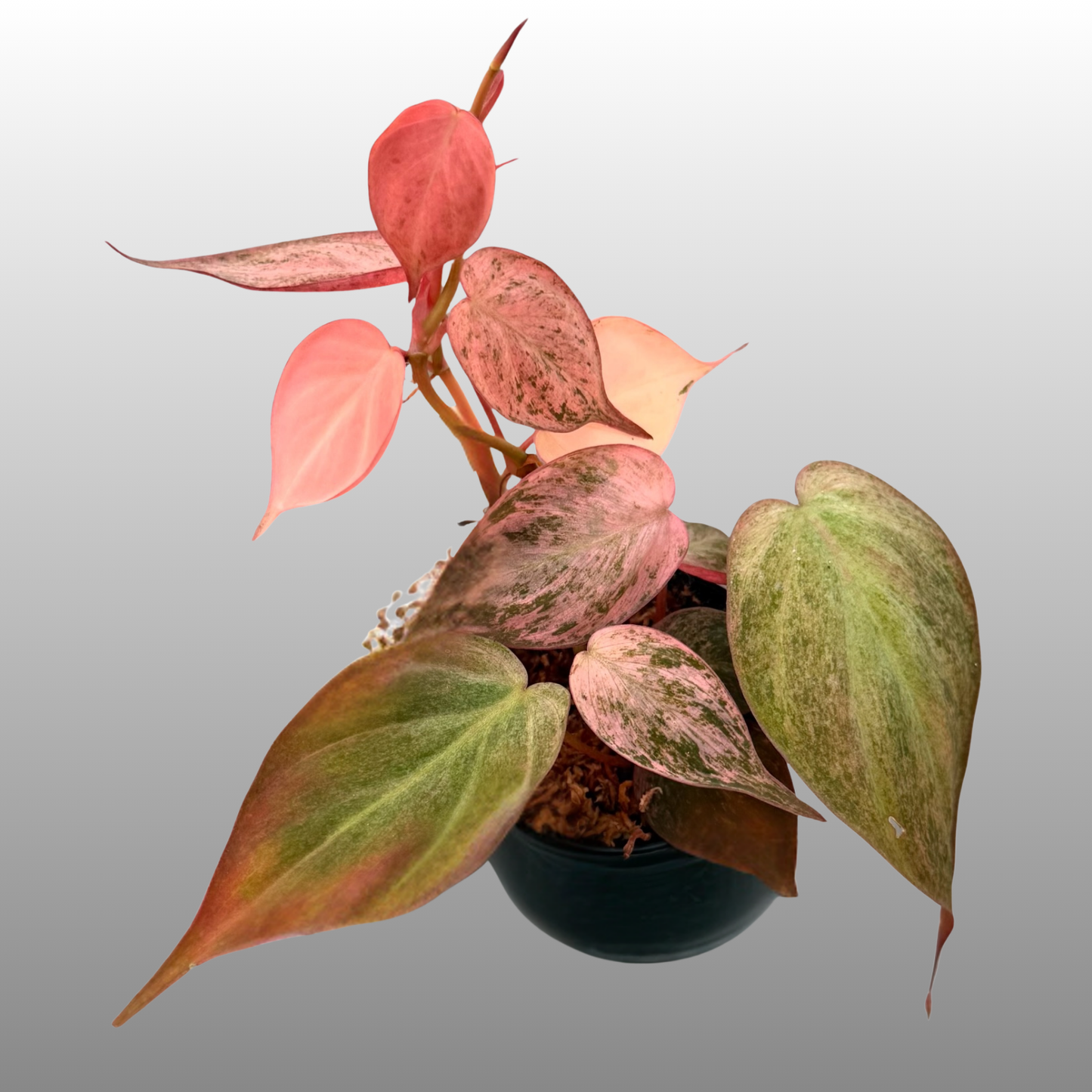 Philodendron Pink Mint Micans