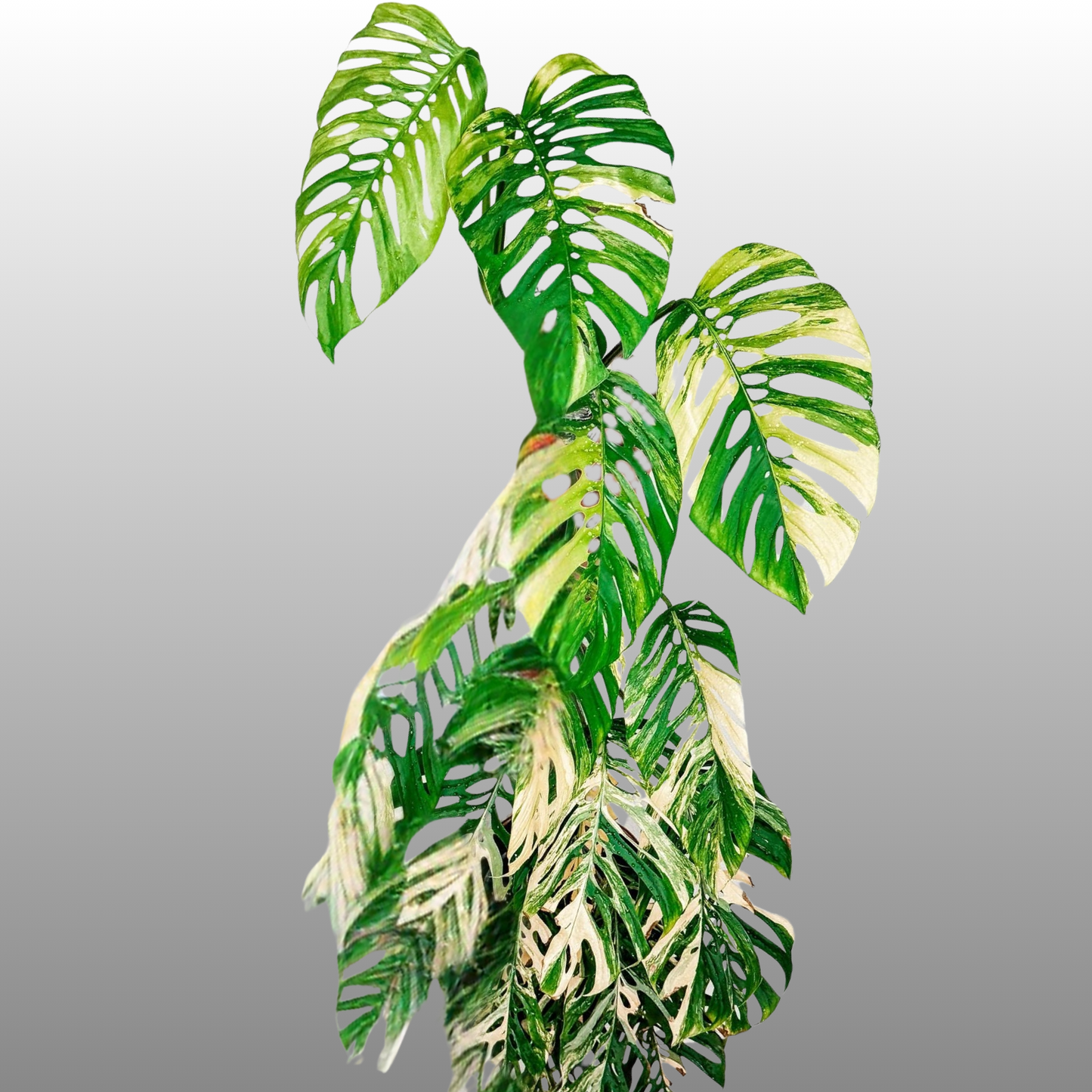 Monstera Acuminata Aurea