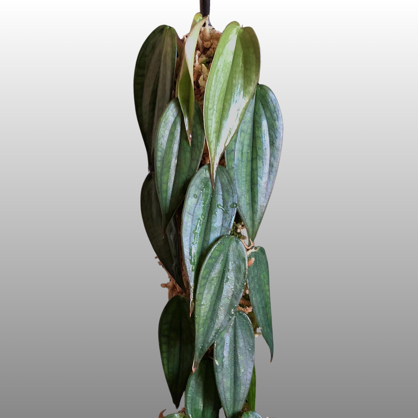 Philodendron Burle Marx Fantasy
