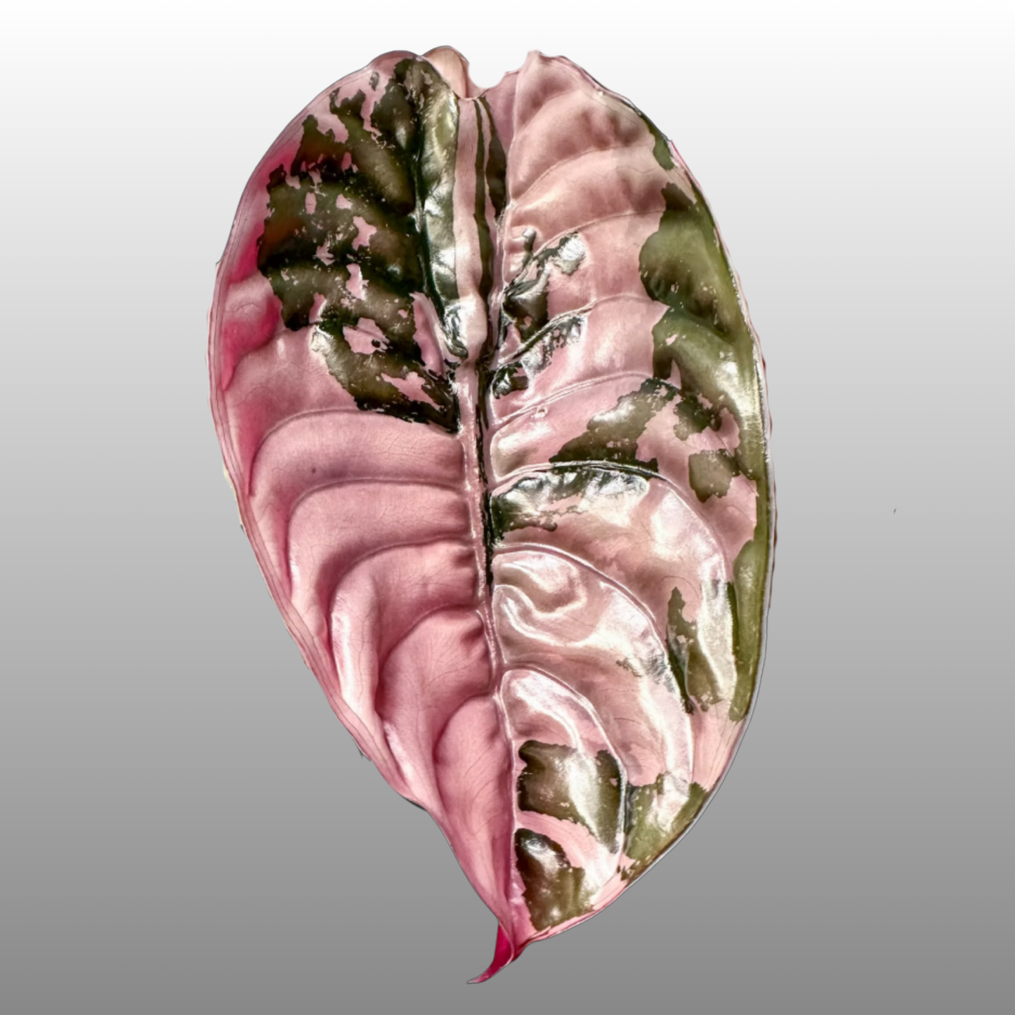 Alocasia Cuprea Pink Variegated