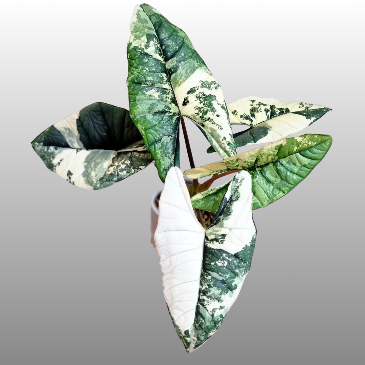 Alocasia Bisma ‘Platinum Albo'