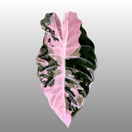 Alocasia Chantrieri Pink Variegated "Naomi"