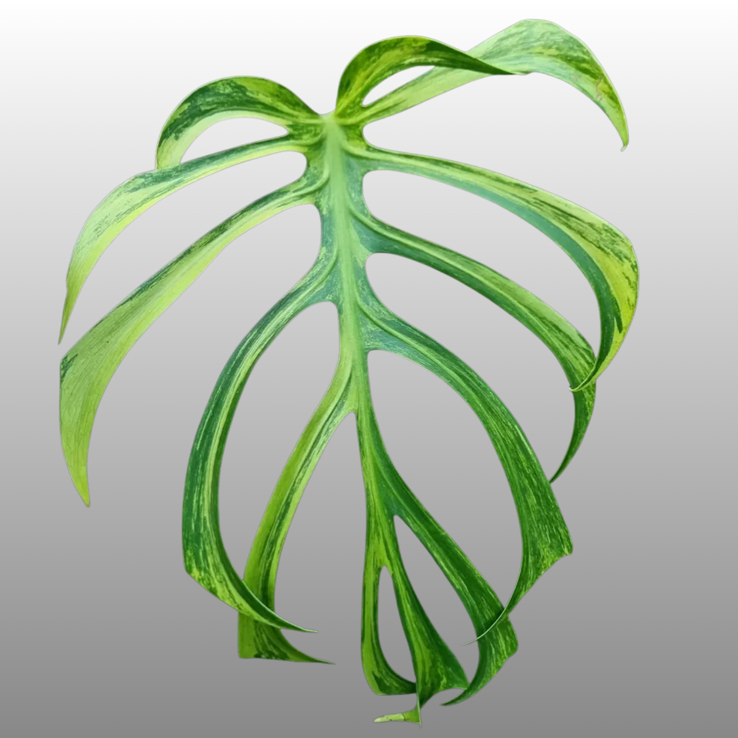 Monstera Burle Marx Flame Aurea (Read Bio)