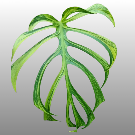 Monstera Burle Marx Flame Aurea (Read Bio)