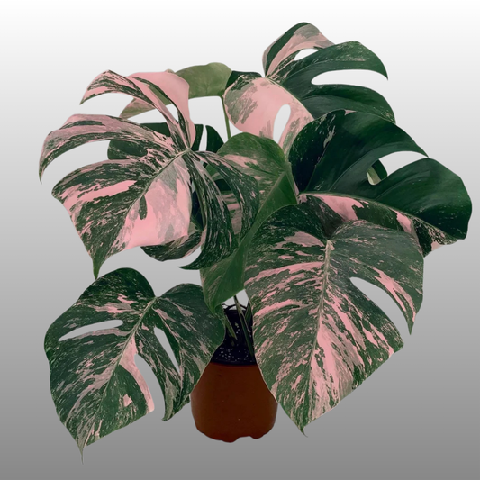 Monstera Deliciosa Pink Var