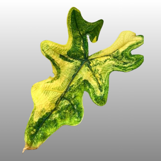 Alocasia Jacklyn Aurea - C (C)