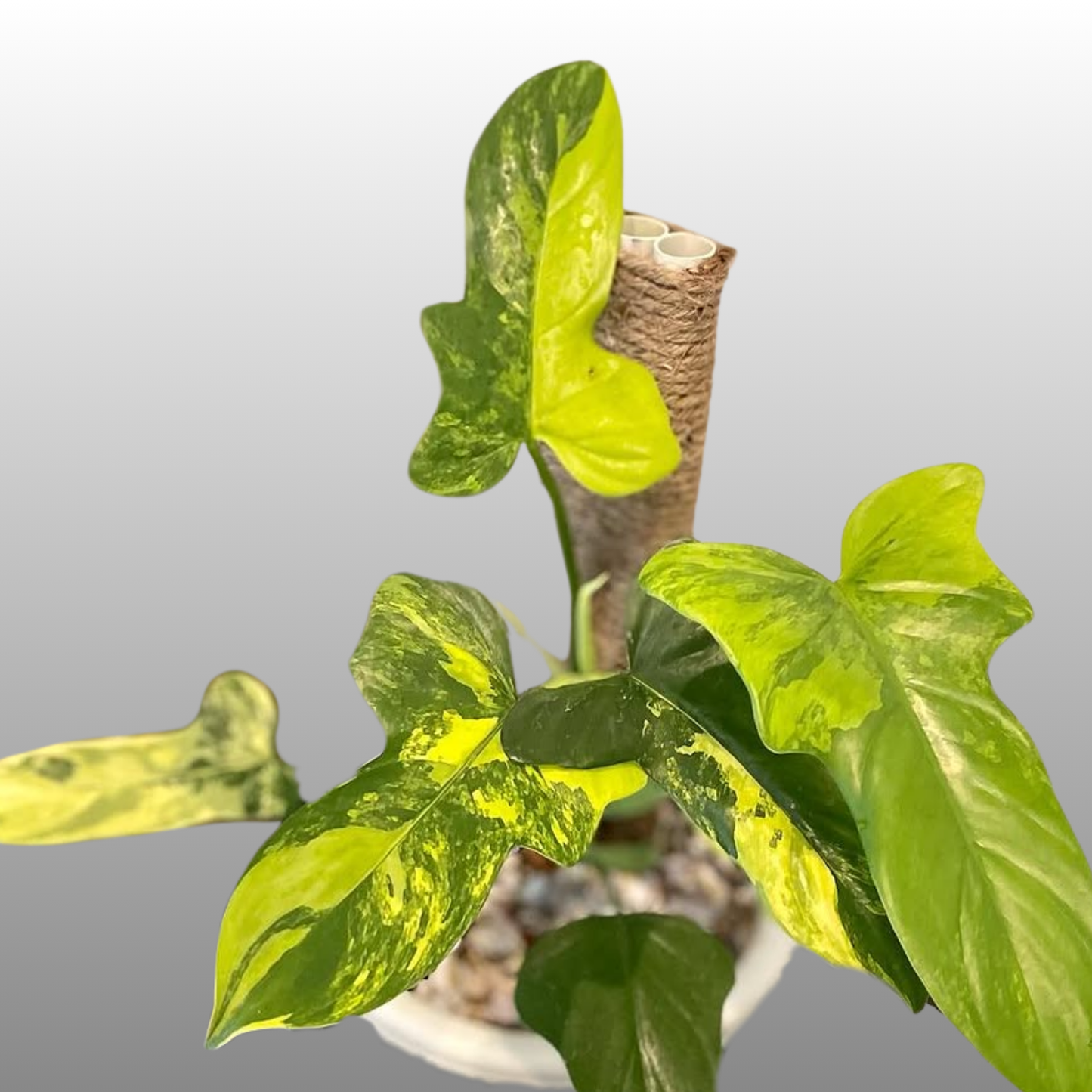 Philodendron Violin Variegated
