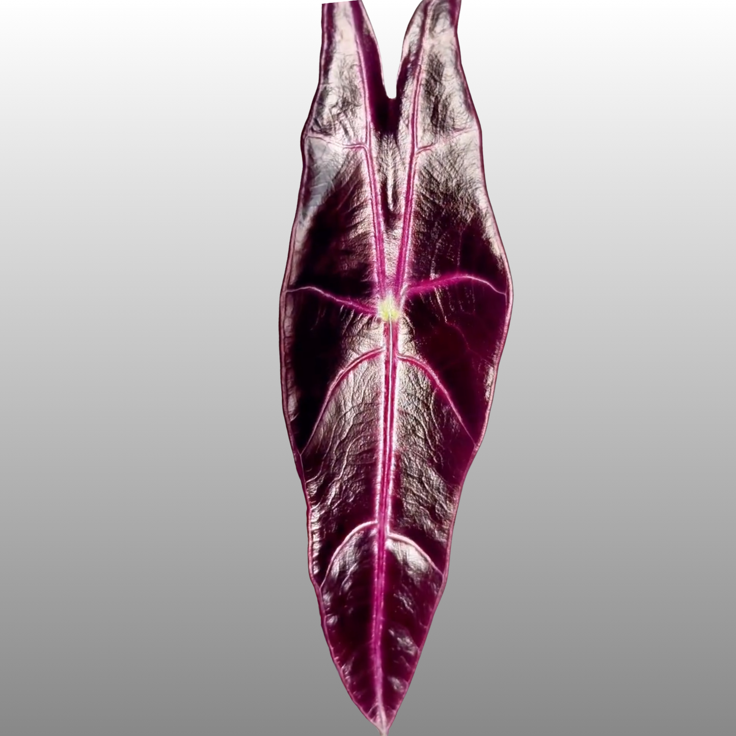Alocasia Longiloba Purple