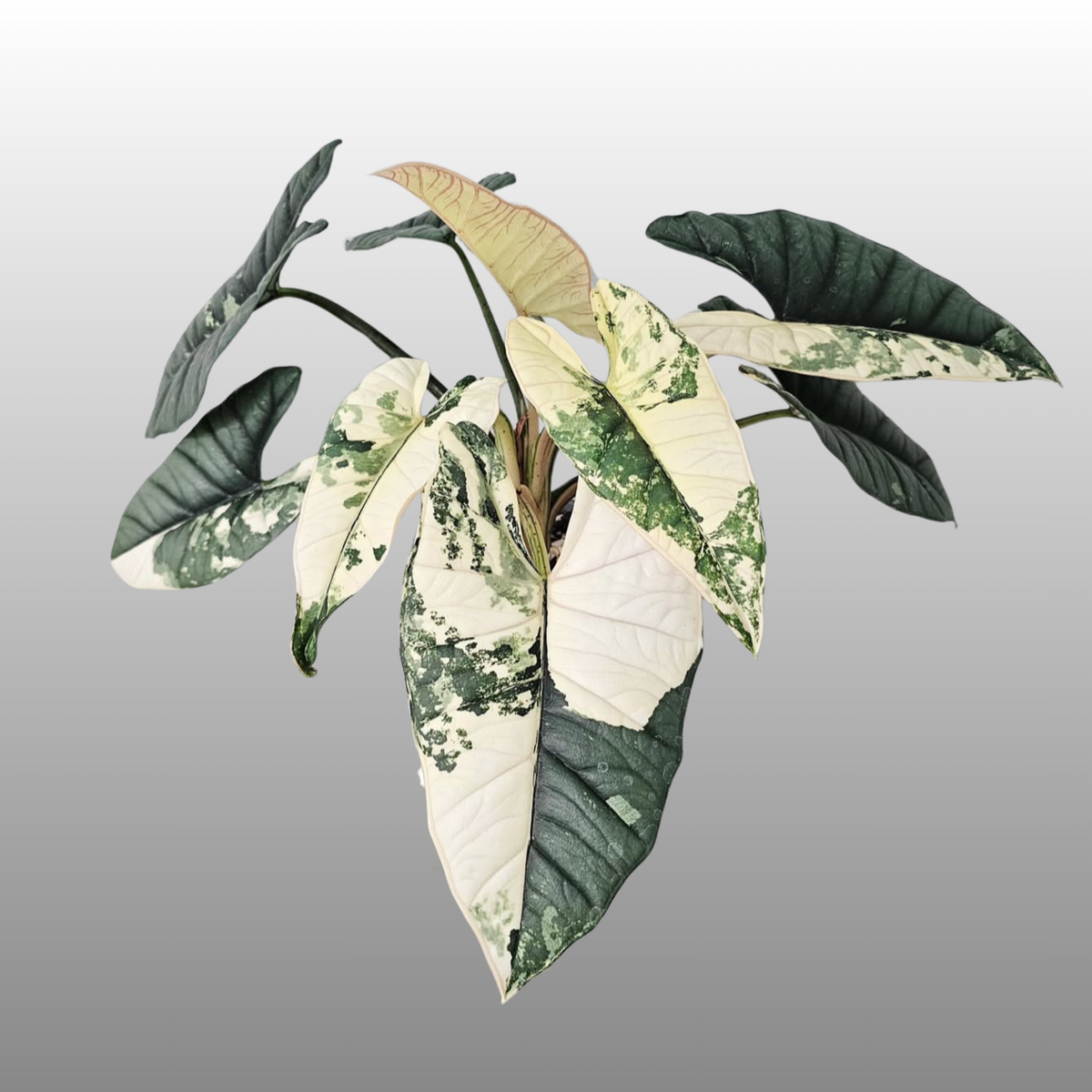 Alocasia Bisma ‘Platinum Albo'