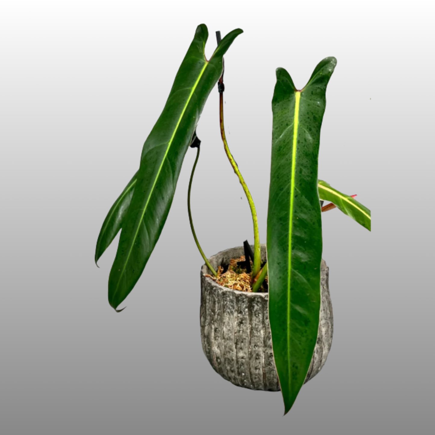Philodendron Spiritus Sancti - B