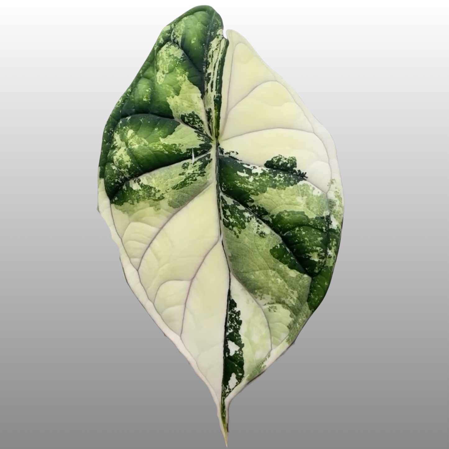 Alocasia Dragon Scale Albo Variegated