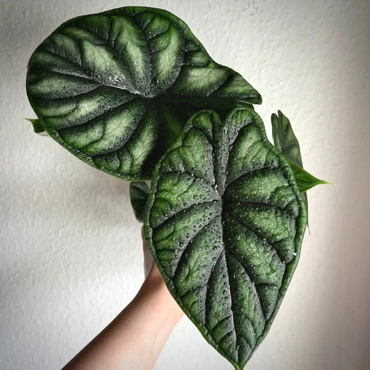Alocasia Dragon Scale - Kids Project